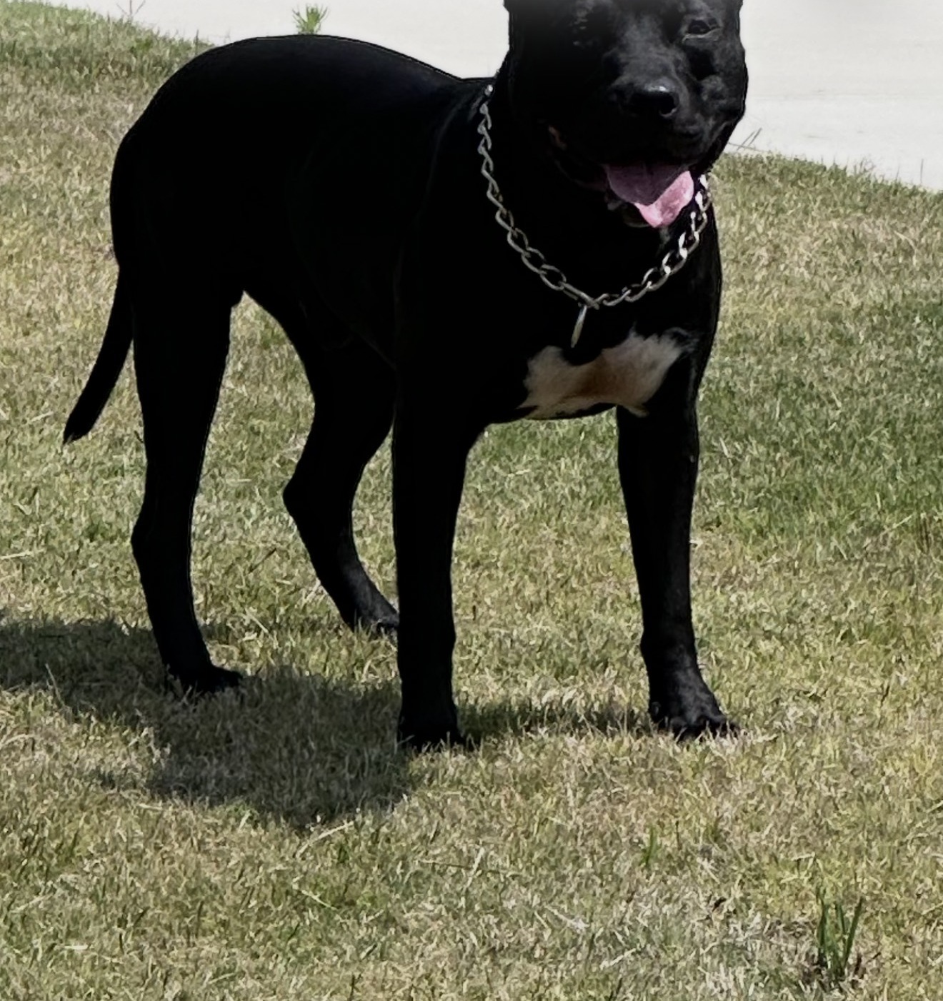 Bubba Dub facing the camera showing his white chest marking