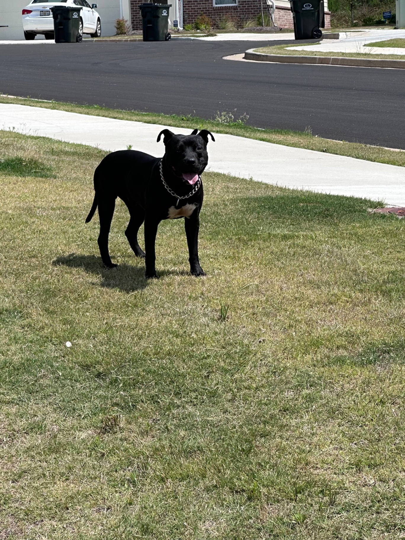 Bubba Dub standing alert in an open yard